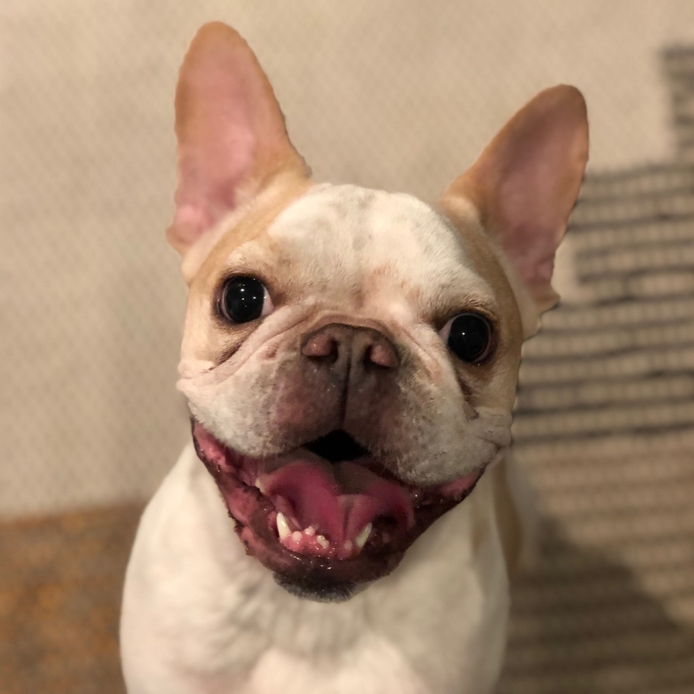 Meet your Posher, Ozzie